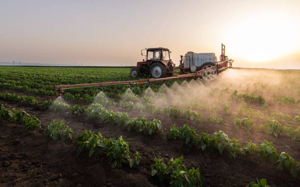Best Mosquito Control Services  in Wolfforth, TX