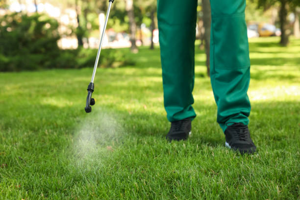 Best Ant Control Services  in Wolfforth, TX