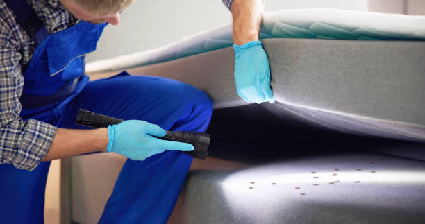 Best Flea Control Services  in Wolfforth, TX